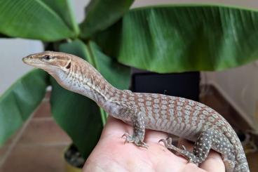 Lizards kaufen und verkaufen Photo: Varanus tristis orientalis CB 2023 Lizards kaufen und verkaufen Photo: Varanus tristis orientalis CB 2023