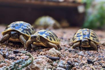 Landschildkröten kaufen und verkaufen Foto: Testudo hermanni hermanni