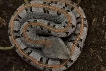 Venomous snakes kaufen und verkaufen Photo: Available for March Hamm 2024