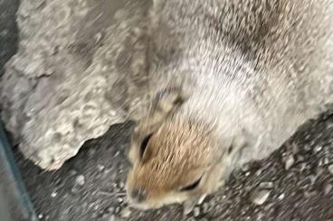 Exotic mammals kaufen und verkaufen Photo: For next Verona show female Prairie dog Exotic mammals kaufen und verkaufen Photo: For next Verona show female Prairie dog