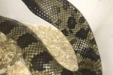 Snakes kaufen und verkaufen Photo: False water cobra Hydrodynastes gigas