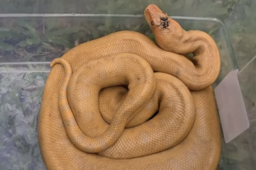 Snakes kaufen und verkaufen Photo: Albino Green Anakonda (Eunectes murinus) Snakes kaufen und verkaufen Photo: Albino Green Anakonda (Eunectes murinus)