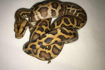 Pythons kaufen und verkaufen Photo: Burmese python Python bivittatus cb2025 Pythons kaufen und verkaufen Photo: Burmese python Python bivittatus cb2025