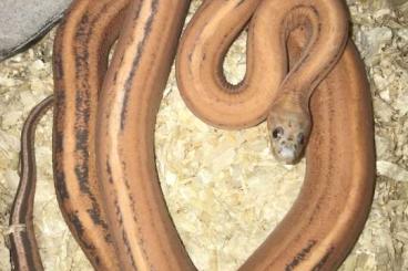 Schlangen kaufen und verkaufen Foto: Cornsnake Pantherophis guttata Schlangen kaufen und verkaufen Foto: Cornsnake Pantherophis guttata