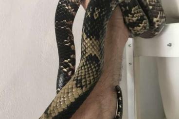 Snakes kaufen und verkaufen Photo: Hydrodynastes gigas cb2025 Snakes kaufen und verkaufen Photo: Hydrodynastes gigas cb2025