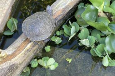 Sumpfschildkröten kaufen und verkaufen Foto: Emys orbicularis (capolongoi) Sardinien NZ 23