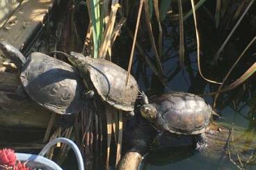 Turtles kaufen und verkaufen Photo: Emys orbicularis (capolongoi) Sardinien NZ 23