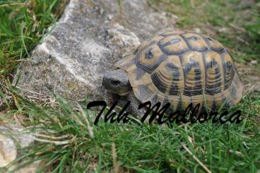 Tortoises kaufen und verkaufen Photo: Für Hamm - Testudo hermanni Mallorca NZ 24
