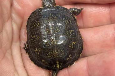 Turtles kaufen und verkaufen Photo: Emys orbicularis capolongoi (Sardinien) NZ 24 klein bleibende Art Turtles kaufen und verkaufen Photo: Emys orbicularis capolongoi (Sardinien) NZ 24 klein bleibende Art