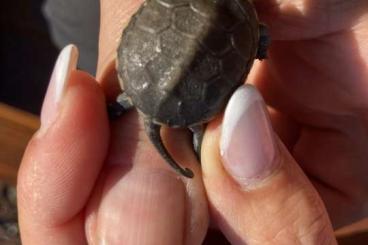 Sumpfschildkröten kaufen und verkaufen Foto: Emys orbicularis capolongoi (Sardinien) NZ 24 klein bleibende Art Sumpfschildkröten kaufen und verkaufen Foto: Emys orbicularis capolongoi (Sardinien) NZ 24 klein bleibende Art