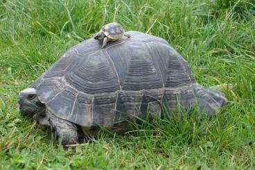Landschildkröten kaufen und verkaufen Foto: Landschildkröten Apulien, Mallorca, Korsika, Graeca, Marginata