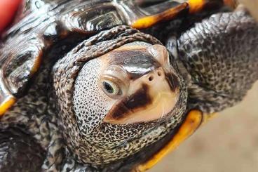 Sumpfschildkröten kaufen und verkaufen Foto: 1,2 Malaclemys terrapin terrapin schwarz