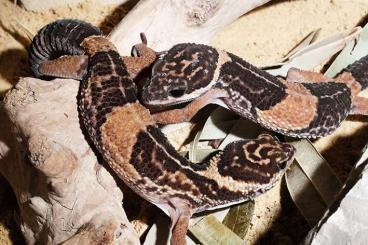 Geckos kaufen und verkaufen Foto: 1,2 Eublepharis hardwickii abzugeben