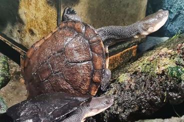 Sumpfschildkröten kaufen und verkaufen Photo: 1,3 Chelodina longicollis Sumpfschildkröten kaufen und verkaufen Photo: 1,3 Chelodina longicollis