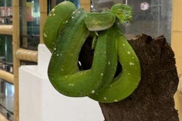 Schlangen kaufen und verkaufen Foto: Morelia,cyclura,ciliatus,