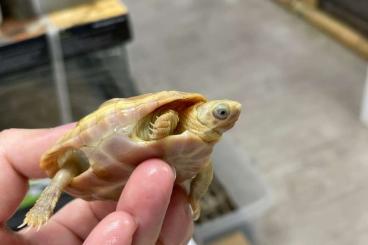 Schildkröten  kaufen und verkaufen Foto: Mauremys reevesii morph super pastel , albino 