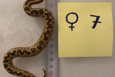 Schlangen kaufen und verkaufen Foto: Eryx conicus CB2022 females