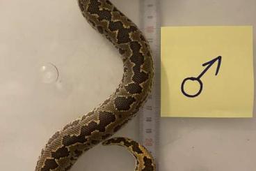 Schlangen kaufen und verkaufen Foto: Gongylophis conicus CB2022