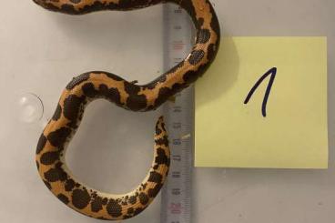 Schlangen kaufen und verkaufen Foto: Gongylophis colubrinus CB2019 Schlangen kaufen und verkaufen Foto: Gongylophis colubrinus CB2019