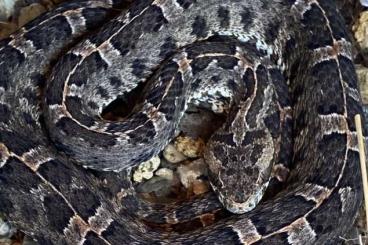 Giftschlangen kaufen und verkaufen Foto: Various Venomous Snakes Hamm