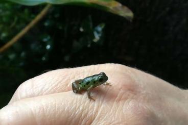 Poison dart frogs kaufen und verkaufen Photo: Verkaufe Pfeilgiftfrösche