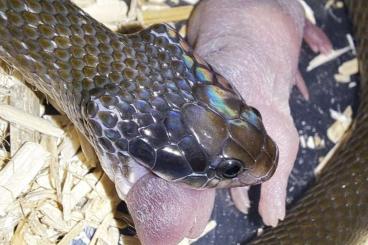Schlangen kaufen und verkaufen Foto: Crotaphopeltis hotamboeia CB/25 Schlangen kaufen und verkaufen Foto: Crotaphopeltis hotamboeia CB/25