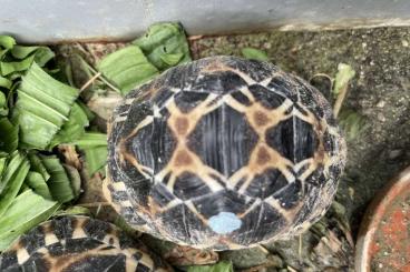 Landschildkröten kaufen und verkaufen Foto: Strahlenschildkröten A. radiata NZ März 2023