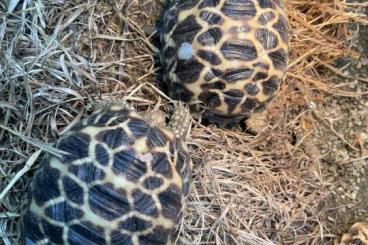 Landschildkröten kaufen und verkaufen Foto: Burmesische Sternschildkröten G. platynota NZ September 2023
