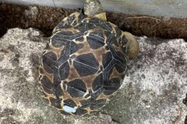 Landschildkröten kaufen und verkaufen Foto: Strahlenschildkröten A. radiata NZ September 2023