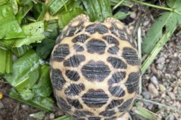 Landschildkröten kaufen und verkaufen Foto: Burmesische Sternschildkröten G. platynota NZ Mai 2022