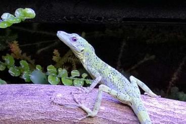 Lizards kaufen und verkaufen Photo: Anolis gemmosus female!! 