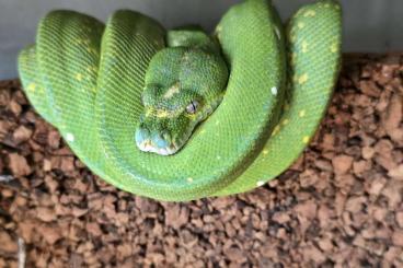 Pythons kaufen und verkaufen Photo: Morelia viridia High yellow king line sibling Pythons kaufen und verkaufen Photo: Morelia viridia High yellow king line sibling