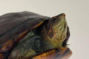 Turtles and Tortoises kaufen und verkaufen Photo: Kinosternon cruentatum (Rotwangen Klappschildkröte)