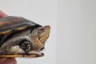 Turtles and Tortoises kaufen und verkaufen Photo: Kinosternon cruentatum und Kinosternon leucostomum 