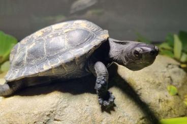 Turtles and Tortoises kaufen und verkaufen Photo: mauremys japonica - paar und Männer und Frauen