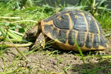 Landschildkröten kaufen und verkaufen Foto: Ich suche Schildkröten Testudo