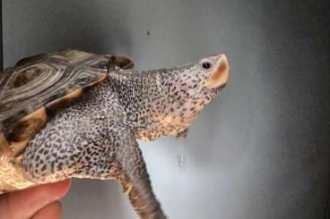 Turtles kaufen und verkaufen Photo: Malaclemys terrapin centrata 