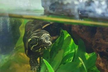 Turtles and Tortoises kaufen und verkaufen Photo: Phrynops gibbus, Cuora amboinensis Turtles and Tortoises kaufen und verkaufen Photo: Phrynops gibbus, Cuora amboinensis