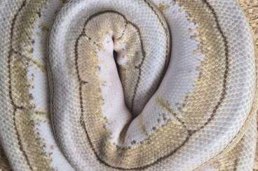 Pythons kaufen und verkaufen Foto: 3 Weibchen 1 Männchen Erwachsene Pythons kaufen und verkaufen Foto: 3 Weibchen 1 Männchen Erwachsene