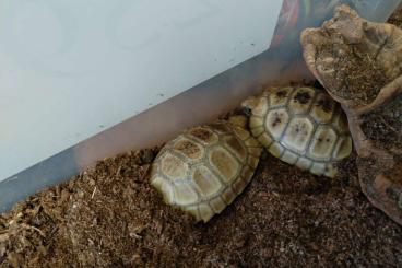 Landschildkröten kaufen und verkaufen Foto: Indotestudo elongata, Gelbkopfschildkröte