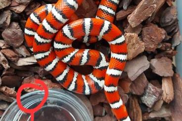 Schlangen kaufen und verkaufen Foto: Lampropeltis pyro. pyromelana "Santa Rita Mountain "