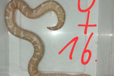 Schlangen kaufen und verkaufen Foto: Eryx colubrinus "snow, albino, striped" Schlangen kaufen und verkaufen Foto: Eryx colubrinus "snow, albino, striped"