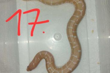 Schlangen kaufen und verkaufen Foto: Eryx colubrinus "snow, albino, striped" Schlangen kaufen und verkaufen Foto: Eryx colubrinus "snow, albino, striped"