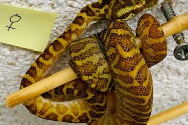 Pythons kaufen und verkaufen Foto: Diamondro / Diamantpython Morelia spilota spilota X Morelia viridis