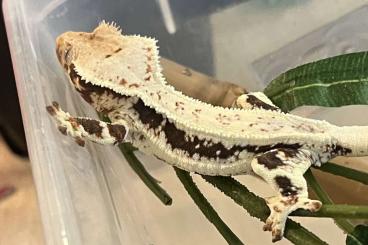 Echsen kaufen und verkaufen Foto: New Caledonia geckos different species Echsen kaufen und verkaufen Foto: New Caledonia geckos different species
