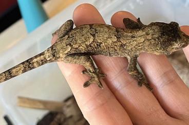 Echsen kaufen und verkaufen Foto: New Caledonia geckos different species Echsen kaufen und verkaufen Foto: New Caledonia geckos different species