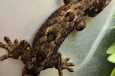 Lizards kaufen und verkaufen Photo: New Caledonia geckos different species