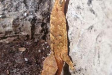 Geckos kaufen und verkaufen Foto: Kronengeckos, Correlophus ciliatus, NZ2023