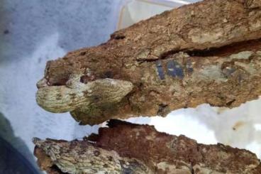 Lizards kaufen und verkaufen Photo: Nephrurus und Rhacodactylus leachianus Lizards kaufen und verkaufen Photo: Nephrurus und Rhacodactylus leachianus