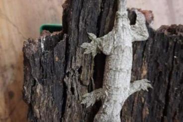 Lizards kaufen und verkaufen Photo: Nephrurus, Rhacodactylus leachianus, Petrosaurus thalassinus Lizards kaufen und verkaufen Photo: Nephrurus, Rhacodactylus leachianus, Petrosaurus thalassinus